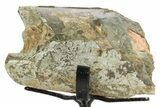 Fossil Theropod Metacarpal Section w/ Metal Stand - Colorado #363552-1